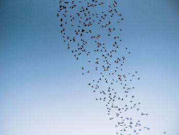 Low angle view of birds flying in sky