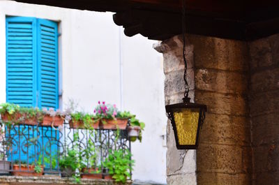 Potted plants on wall of building