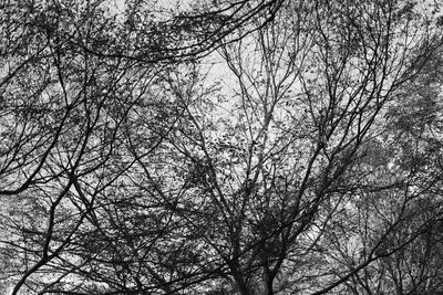 Low angle view of bare trees against sky