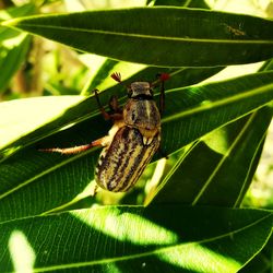 Close-up of insect on leaf