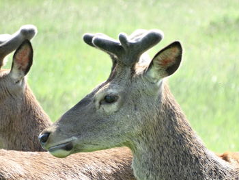 Deer on field