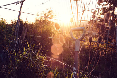 Golden sunset evening light filters through wild garden plants.