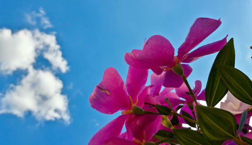 Low angle view of pink flowering plant against blue sky