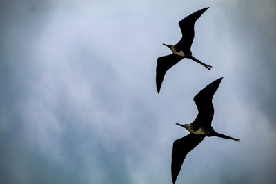 Low angle view of silhouette birds flying against sky