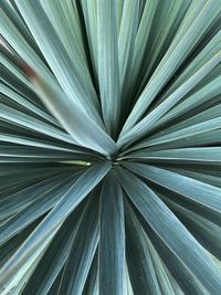 Full frame shot of palm leaf