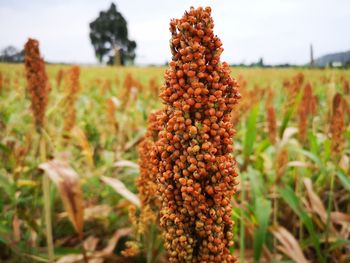 Close-up of flowers growing on field