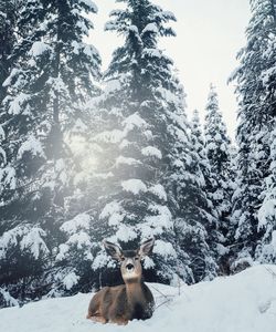 Snow on field against sky during winter