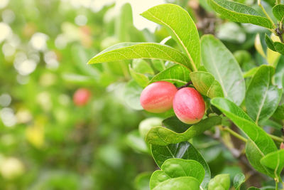Close-up of strawberry growing on tree