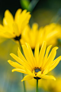 Close-up of insect on yellow flower