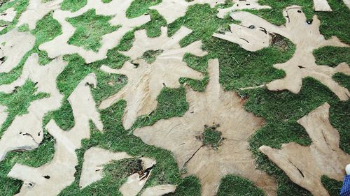 High angle view of plants growing on land