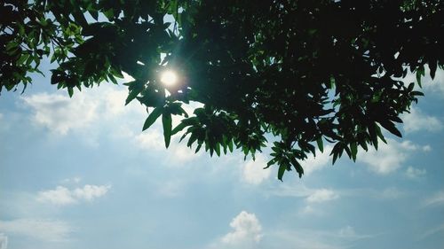 Low angle view of sunlight streaming through tree