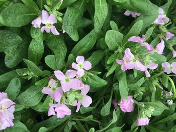 Close-up of purple flowers