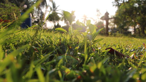 Close-up of fresh green plants