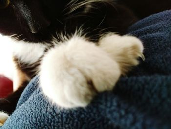 Close-up of a sleeping cat