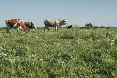 View of animals on field against sky