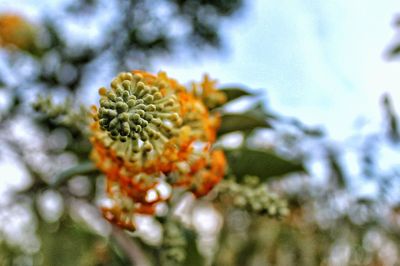 Close-up of flower growing on tree against sky