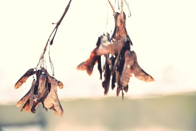 Close-up of dry leaves hanging on plant against sky