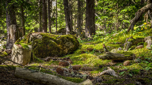 Plants and trees in forest