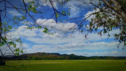 Scenic view of field against sky