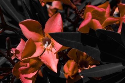 Close-up of flowers