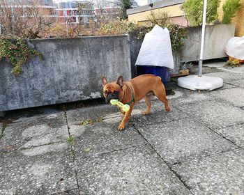 View of dog on sidewalk