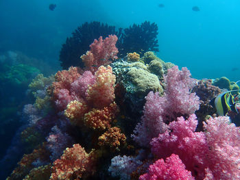 View of coral in sea