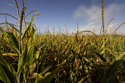 Crops growing on field against sky