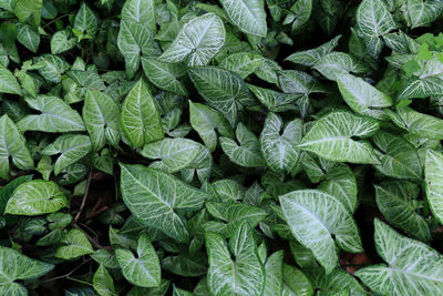 Full frame shot of green leaves