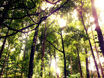 Low angle view of trees in forest against sky