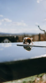Close-up of insect on a lake