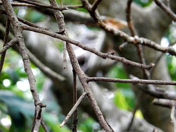 Close-up of a tree