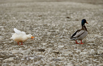 Close-up of duck