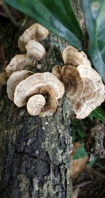 Close-up of mushrooms growing on tree trunk