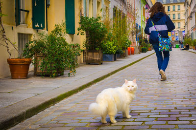 Rear view of a dog