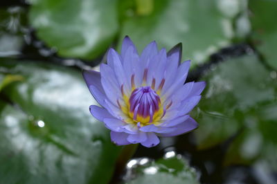 Close-up of purple flower blooming outdoors