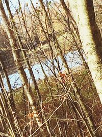 Low angle view of bare trees in forest