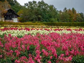 Scenic view of pink flowering plants on field