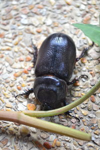 Close-up of snail