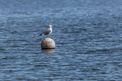 Bird perching on lake