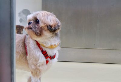 Close-up of cute dog looking away at home