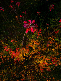 Red flowers blooming outdoors