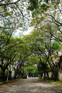 Road amidst trees against sky