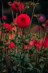 Close-up of red flowering plants