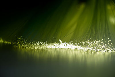 Close-up of wet plants during rainy season