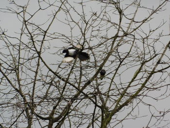 Low angle view of bird perching on bare tree