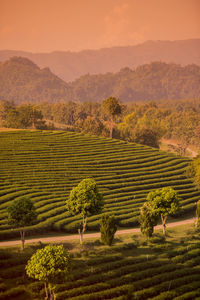 Scenic view of agricultural field against sky during sunset