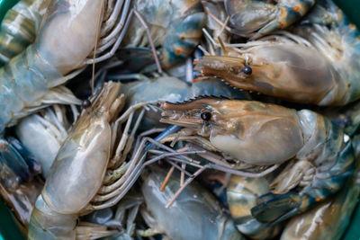 Close-up of fish for sale