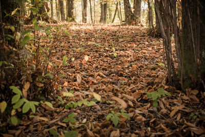 Surface level of trees growing on field in forest