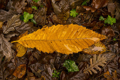 High angle view of yellow maple leaf on land