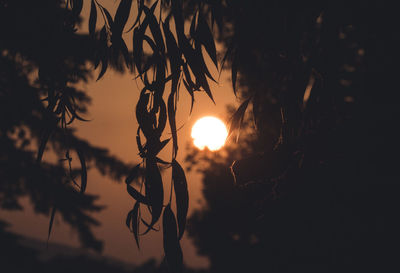 Close-up of silhouette tree against sky during sunset